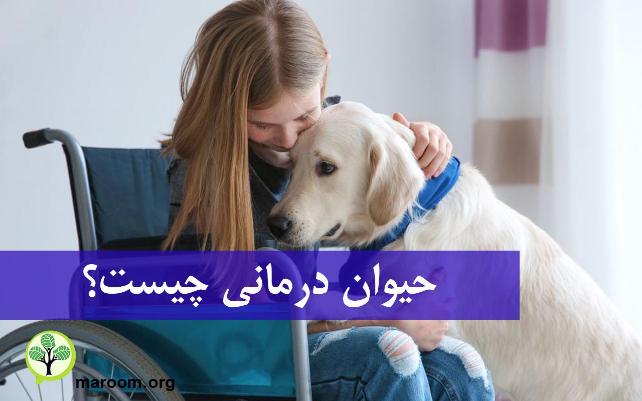 حیوان درمانی